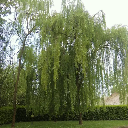 ホテル Luna Vigonovo