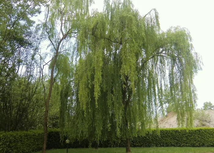 Hotel Luna Vigonovo (Friuli Venezia Giulia)